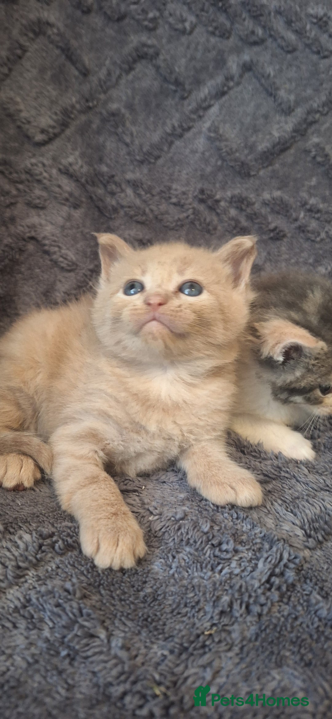 Maine Coon cats for sale: Maincoon cross playful kitten's  - Image 1