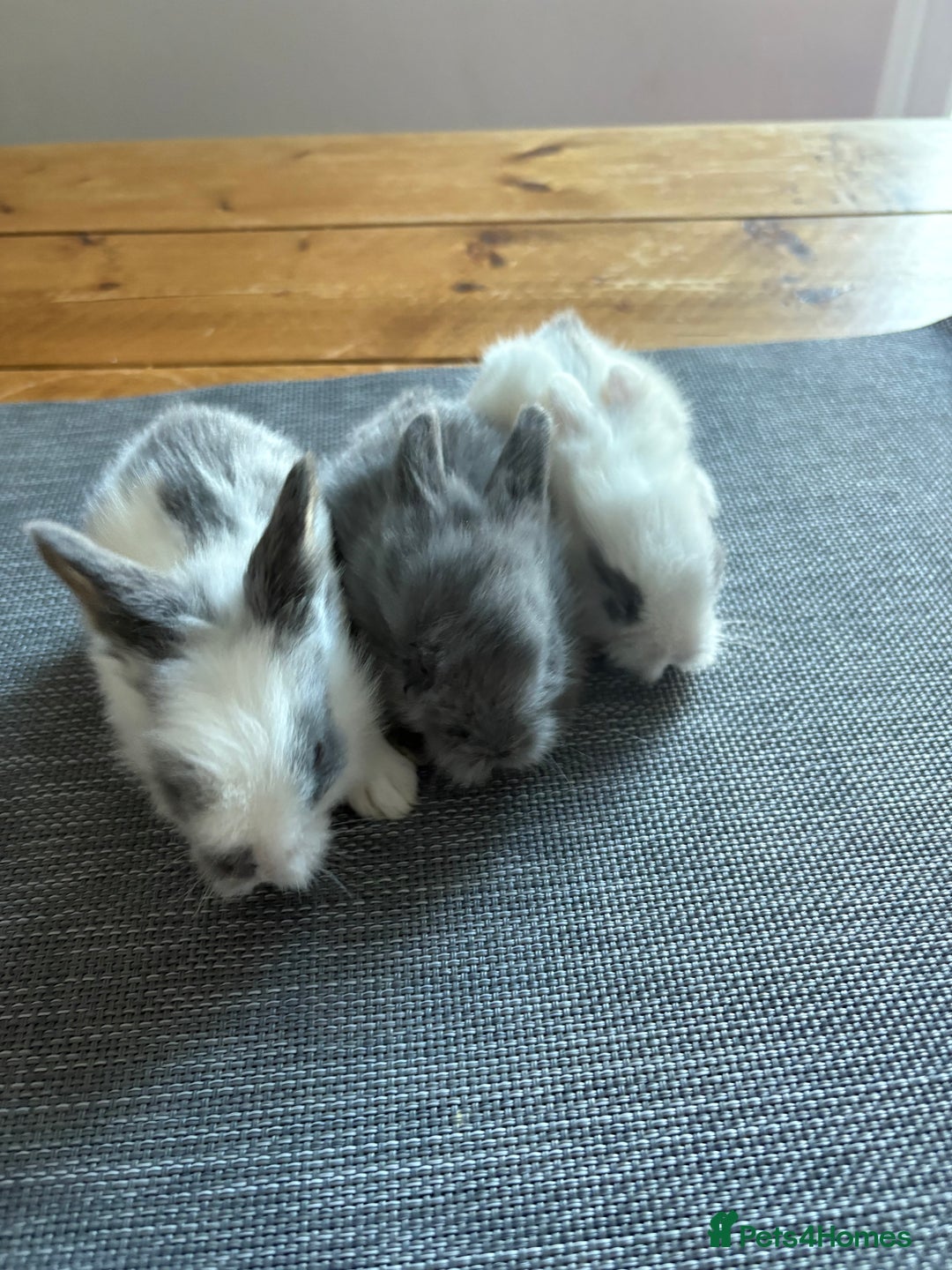 Lionhead rabbits for sale: 6 lion head baby bunnies  - Advert 1