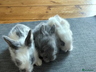 Lionhead rabbits 6 lion head baby bunnies - Advert 3