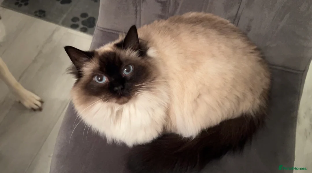 Ragdoll cats for sale: GCCF registered retired female Ragdoll  - Advert 1