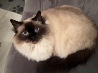 Ragdoll cats GCCF registered retired female Ragdoll - Advert 2