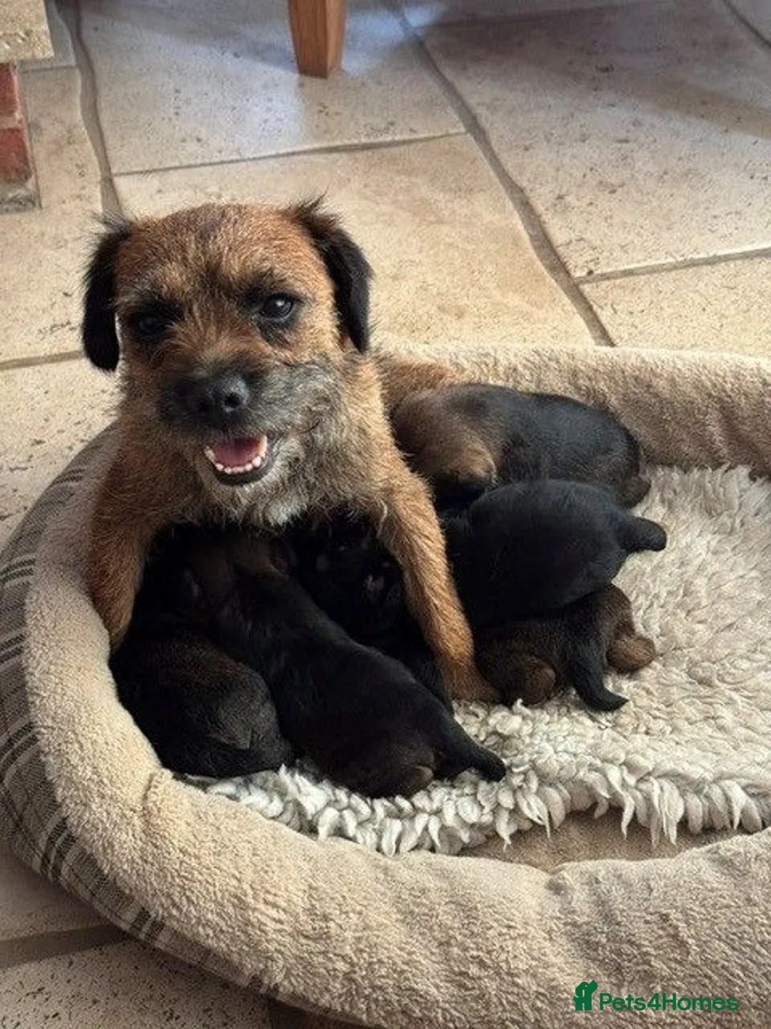 Border Terrier dogs for sale: border terrier puppies for sale - Advert 2