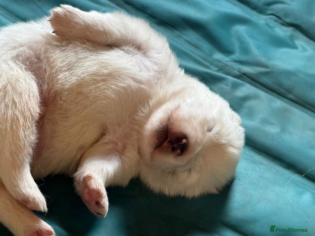 Samoyed dogs for sale: Gorgeous Samoyed Puppies  - Image 12