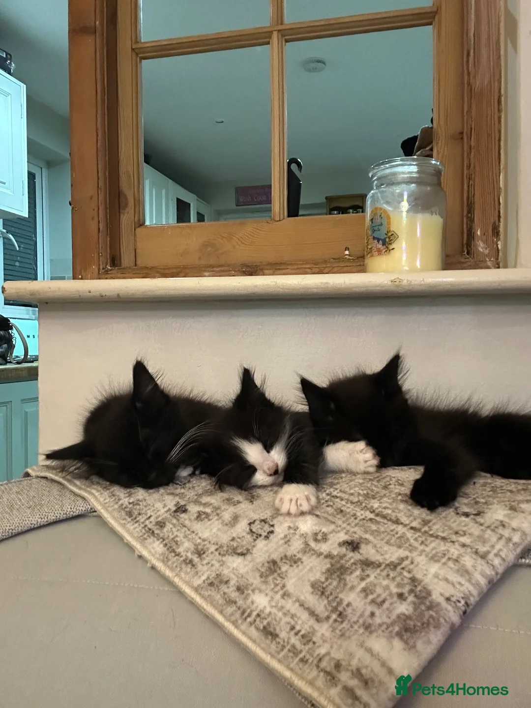 Mixed Breed cats for sale: 2 male kittens ready for new home  in Coulsdon - Advert 1