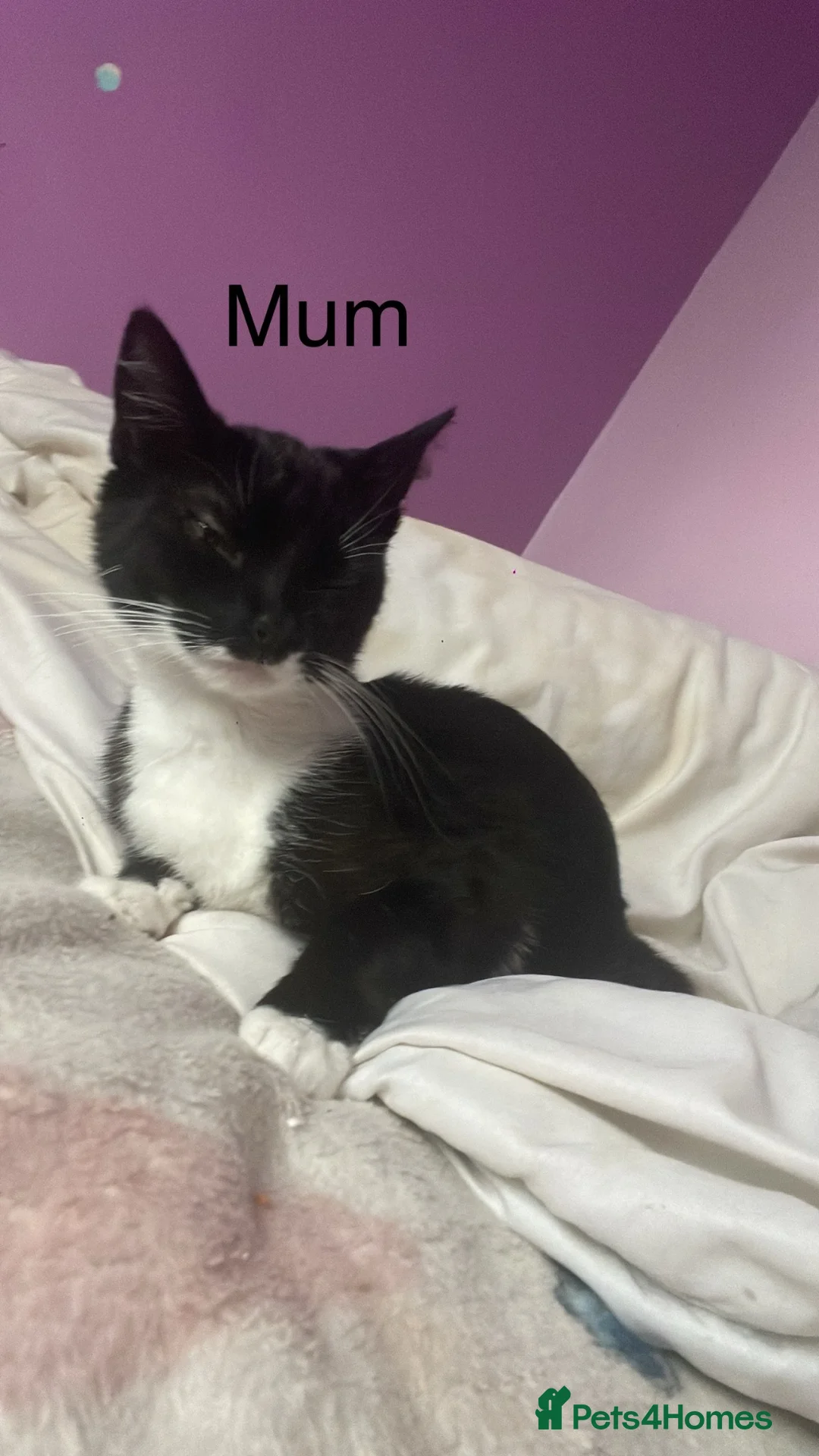 British Longhair cats for sale: Two gorgeous kittens for sale in Havant - Advert 2