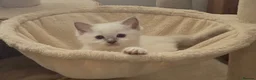 Ragdoll cats for sale: Pure ragdolls kittens  - Advert 13