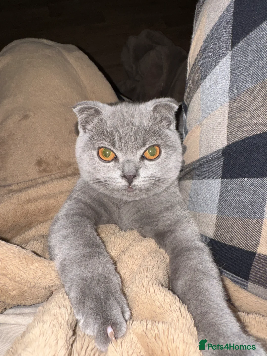 British Shorthair cats for sale: British shorthair 5 months old  in Dover - Advert 6