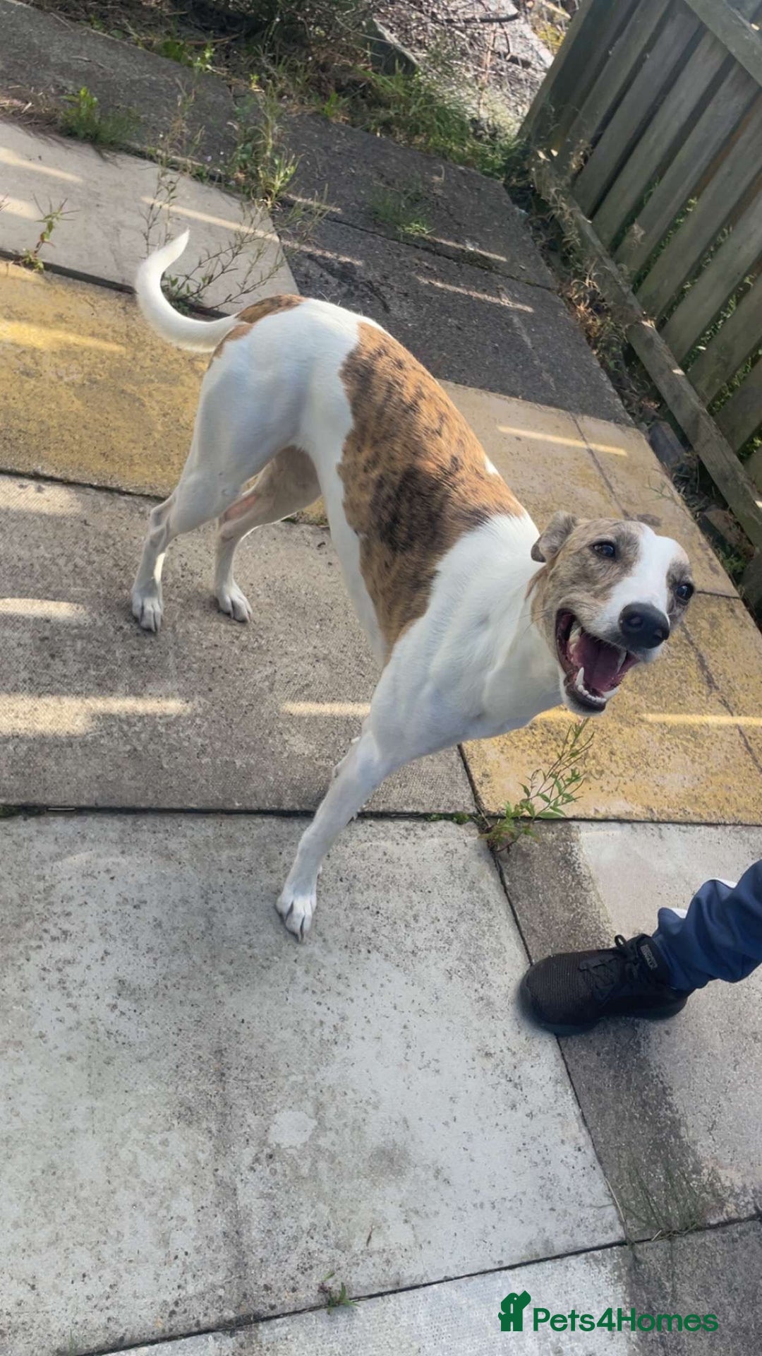 Mixed Breed dogs for sale: Beautiful girl for new home  - Image 3