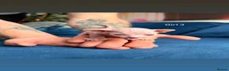 Sphynx cats for sale: 5 stunning sphynx kittens and 1 crazy one - Advert 8