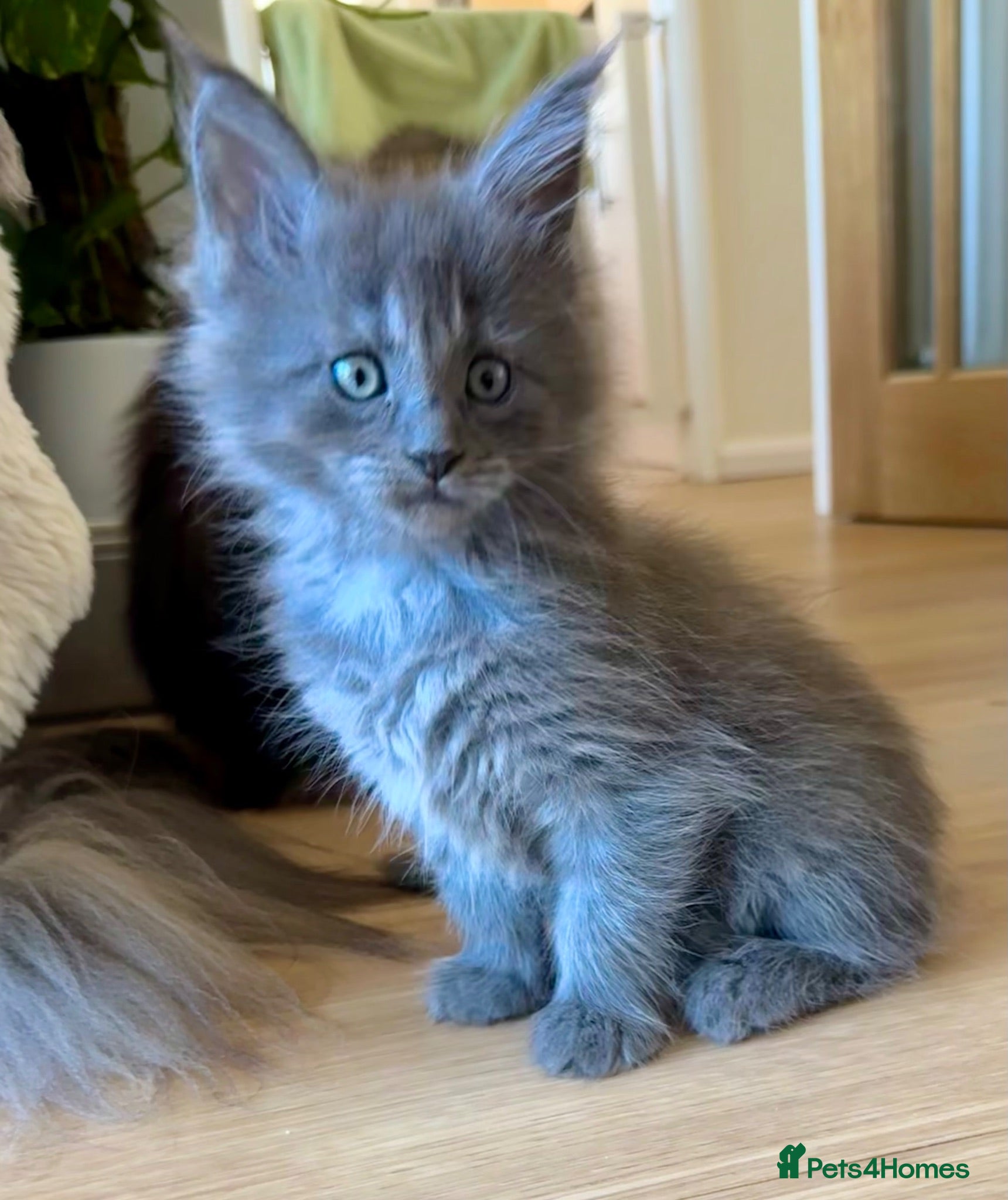 Maine Coon cats for sale: ⭐️⭐️GCCF Registered ⭐️⭐️ - Advert 1