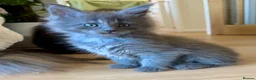 Maine Coon cats for sale: ⭐️⭐️GCCF Registered ⭐️⭐️ - Advert 1