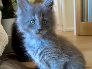 Maine Coon cats ⭐️⭐️TICA Registered ⭐️⭐️ - Advert 2