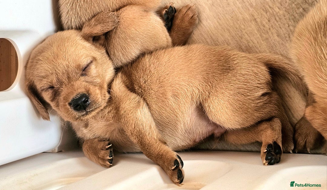 Labrador Retriever dogs for sale: THE LAST KC FOX RED GIRL READY TO LEAVE NOW  - Image 14