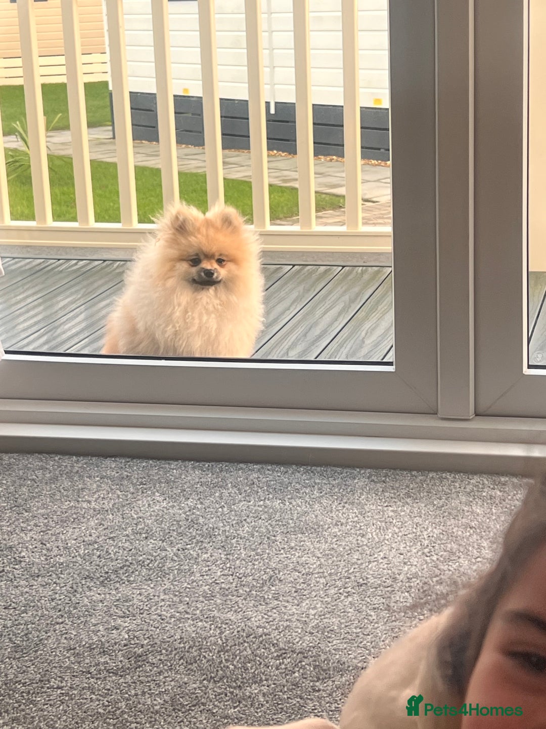 Pomeranian dogs for sale: Pomeranian male  - Image 7