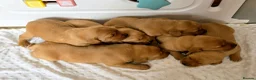 Labrador Retriever dogs for sale: 6 BEAUTIFUL FOX RED KC LABS, HEALTH TESTED PARENTS - Advert 13