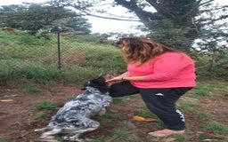 English Setter dogs for adoption: Olaf  - Image 6