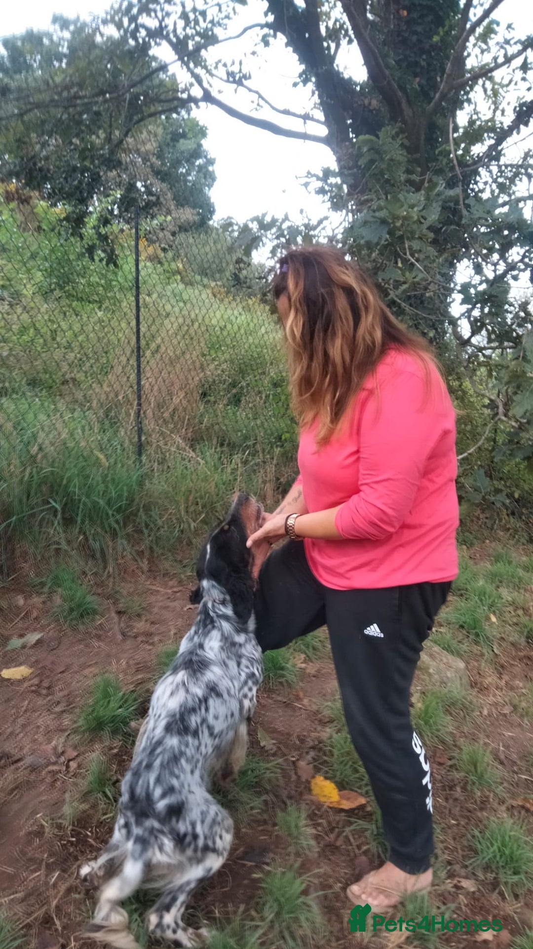 English Setter dogs for adoption: Olaf  - Image 6