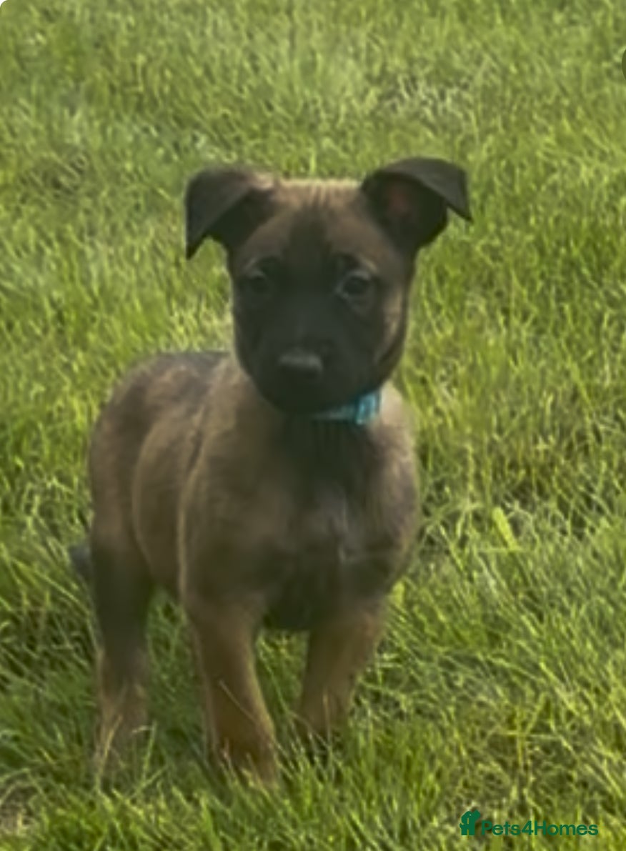 Belgian Shepherd Dog dogs for sale: **READY NOW** Belgian Mallinois Pups - Advert 27