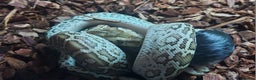 Python Snake reptiles for sale: CB25 Female Dwarf Hypo Python & Setup - Advert 5
