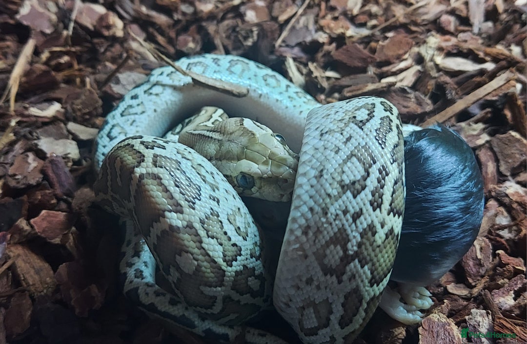 Python Snake reptiles for sale: CB25 Female Dwarf Hypo Python & Setup - Advert 5