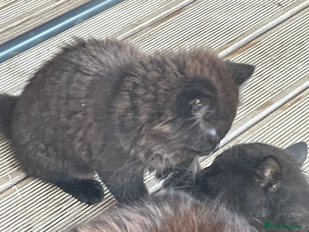 Mixed Breed cats for sale: Ready for forever homes NOW - Image 5