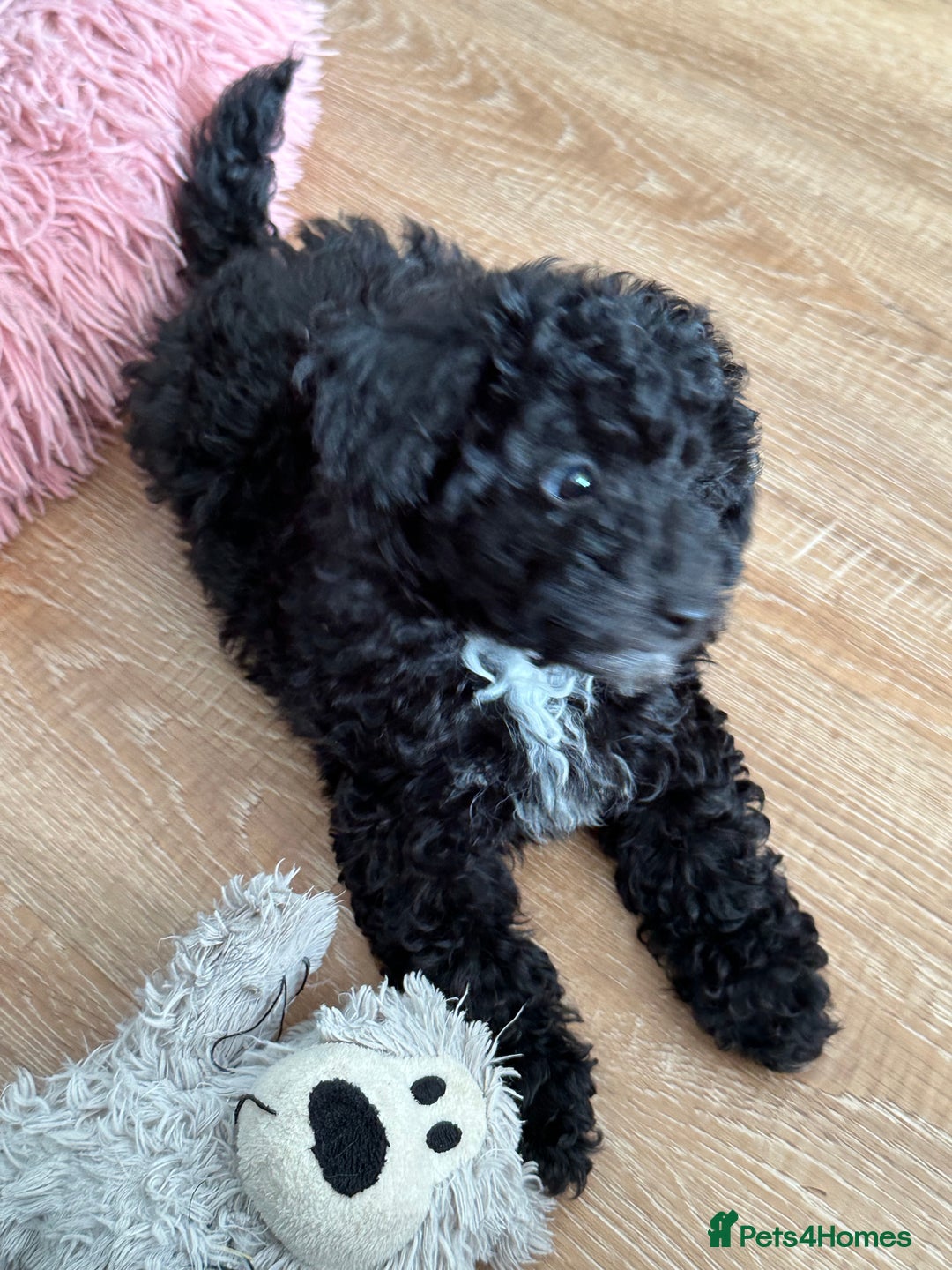 Toy Poodle dogs for sale: Stunning K.C. reg Toy Poodle Puppies - Image 11