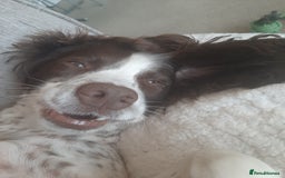 English Springer Spaniel dogs for sale: Beautiful 8 year old sadly for sale - Image 5