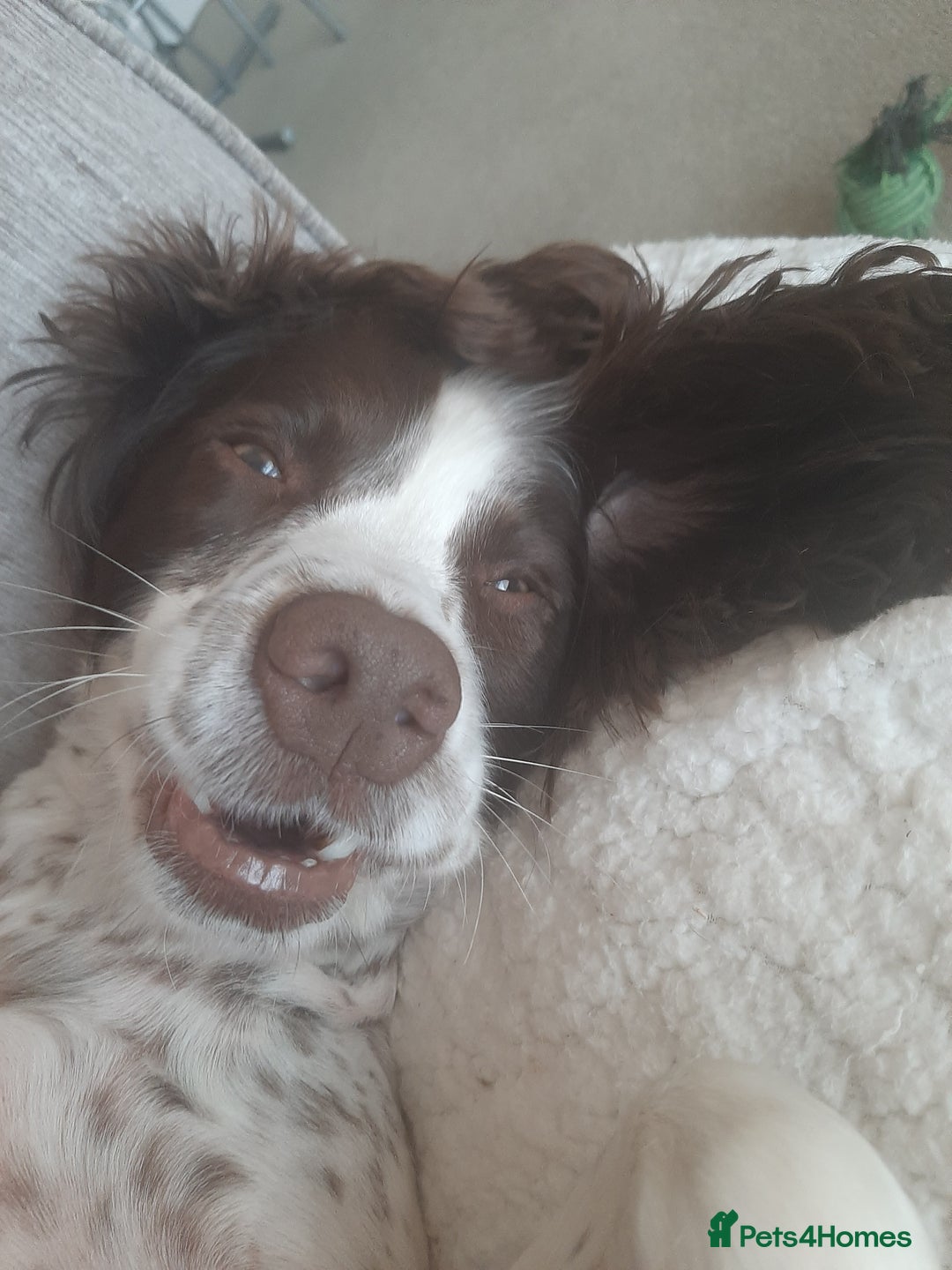 English Springer Spaniel dogs for sale: Beautiful 8 year old sadly for sale - Image 5