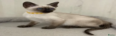 Siamese 5 Yellow Collar Seal Point Male 