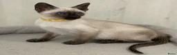 Siamese cats for sale: GCCF Registered Traditional Siamese Kittens.  - Advert 18