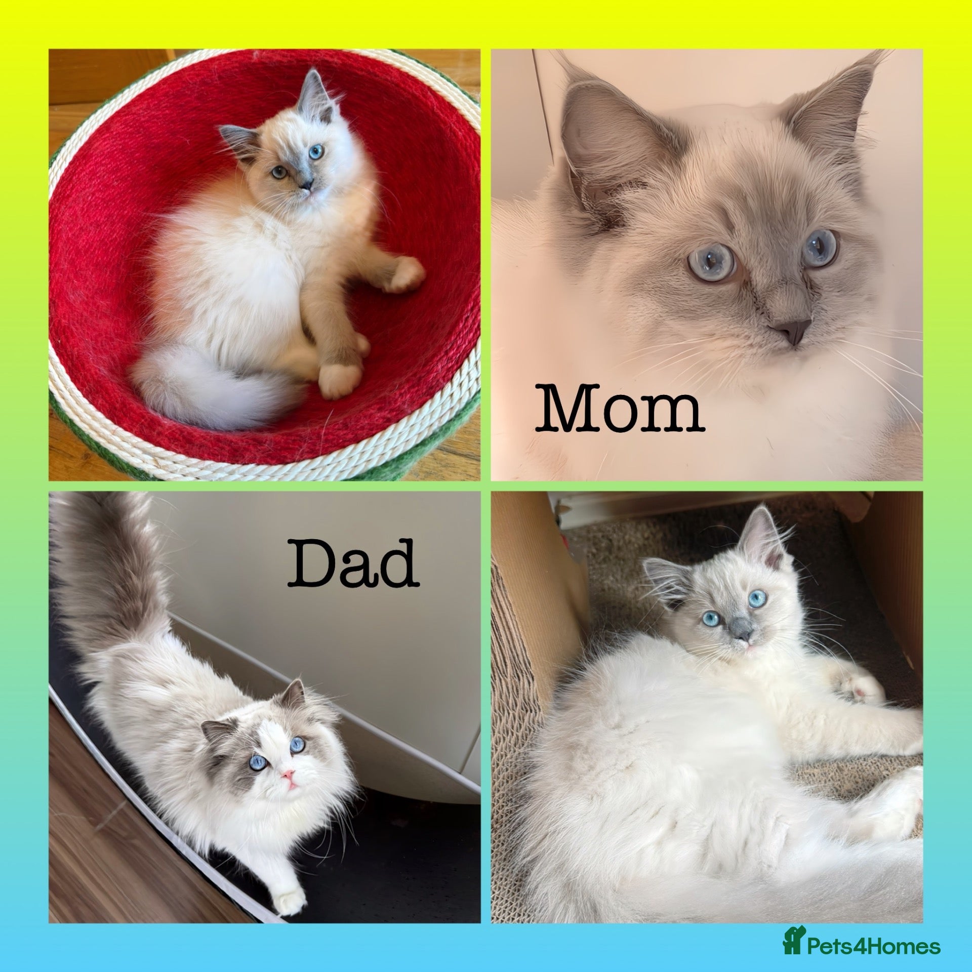 Ragdoll cats TICA REGISTERED PURE RAGDOLL KITTENS DNA tested  - Advert 1
