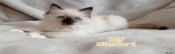 Ragdoll cats for sale: Beautiful Ragdoll Kittens Looking for Loving Homes - Advert 17