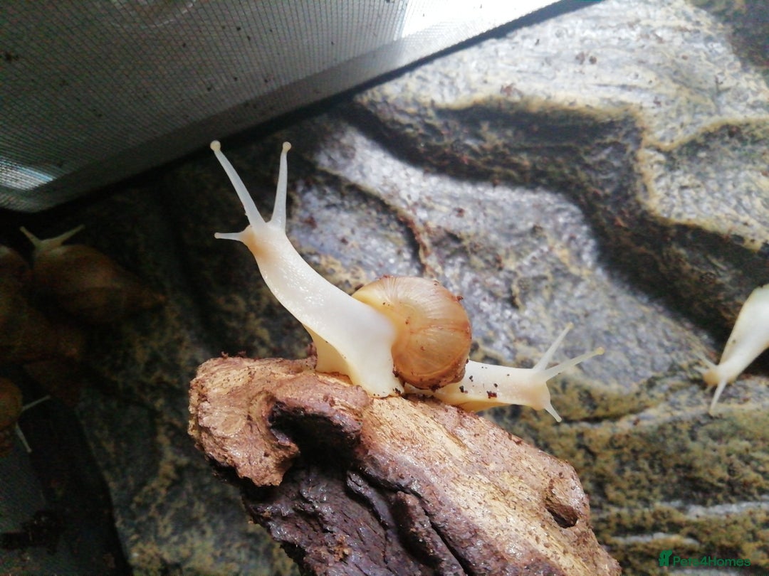 Slugs invertebrates for sale: Albino Achatina Fulica - Image 2
