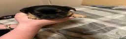 Chiweenie dogs for sale: 8 beautiful chiweenie‘s for sale - Advert 9