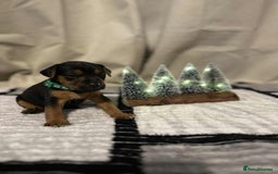 Jack Russell dogs for sale: Minature jack russel pupies  - Image 5