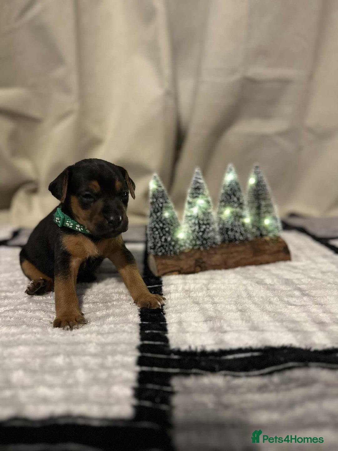 Jack Russell dogs for sale: Minature jack russel pupies  - Image 5