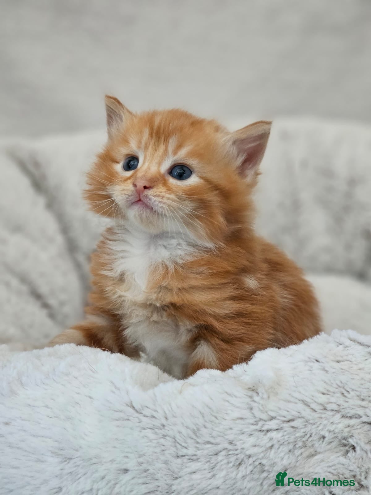 Mixed Breed cats Beautiful Ragdoll Cross Kittens - Advert 2