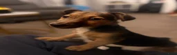 Jack Russell dogs for sale: Wenlock Jack Russell miniature  in Southampton - Advert 5