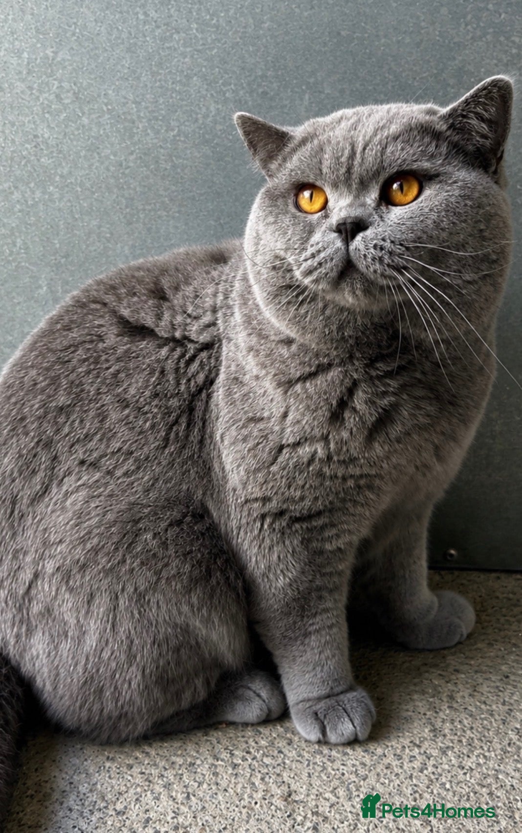 British Shorthair cats 💙🔥 GCCF BLUE STUD EAST MIDLANDS  - Advert 1