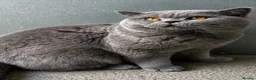 British Shorthair cats for stud: 💙🔥 GCCF BLUE STUD EAST MIDLANDS  - Advert 1