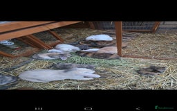 Mini Lop rabbits for sale: Mini lop bunnied - Image 2