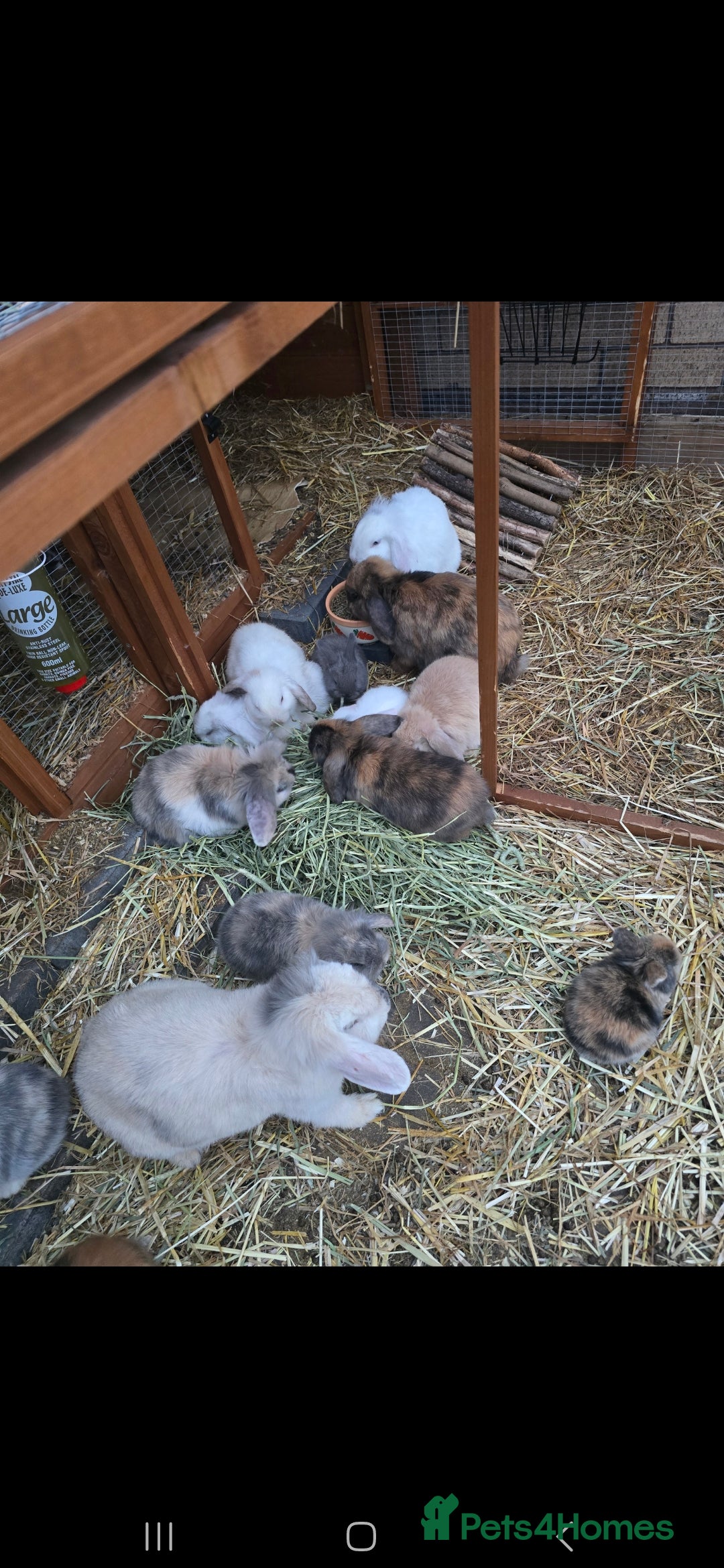 Mini Lop rabbits for sale: Mini lop bunnied - Image 2