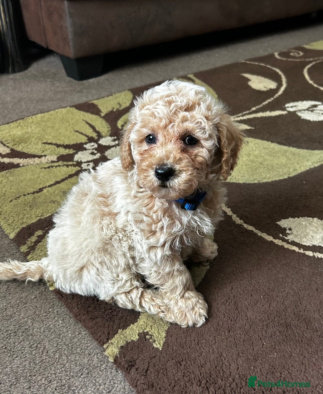 Poochon dogs for sale: Absolutely amazing Poochon Puppies - Image 29
