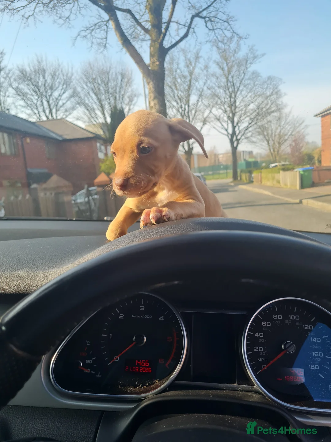 American Bully dogs for sale: American Bully Pups 8wks  in Rochdale - Advert 1