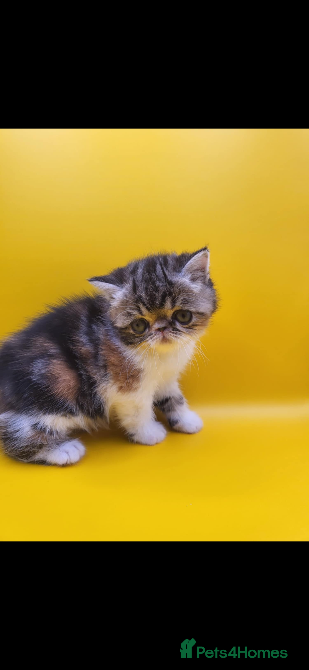 Exotic cats for sale: Exotic kittens  - Advert 3