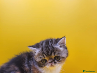 Exotic cats Exotic kittens - Advert 1