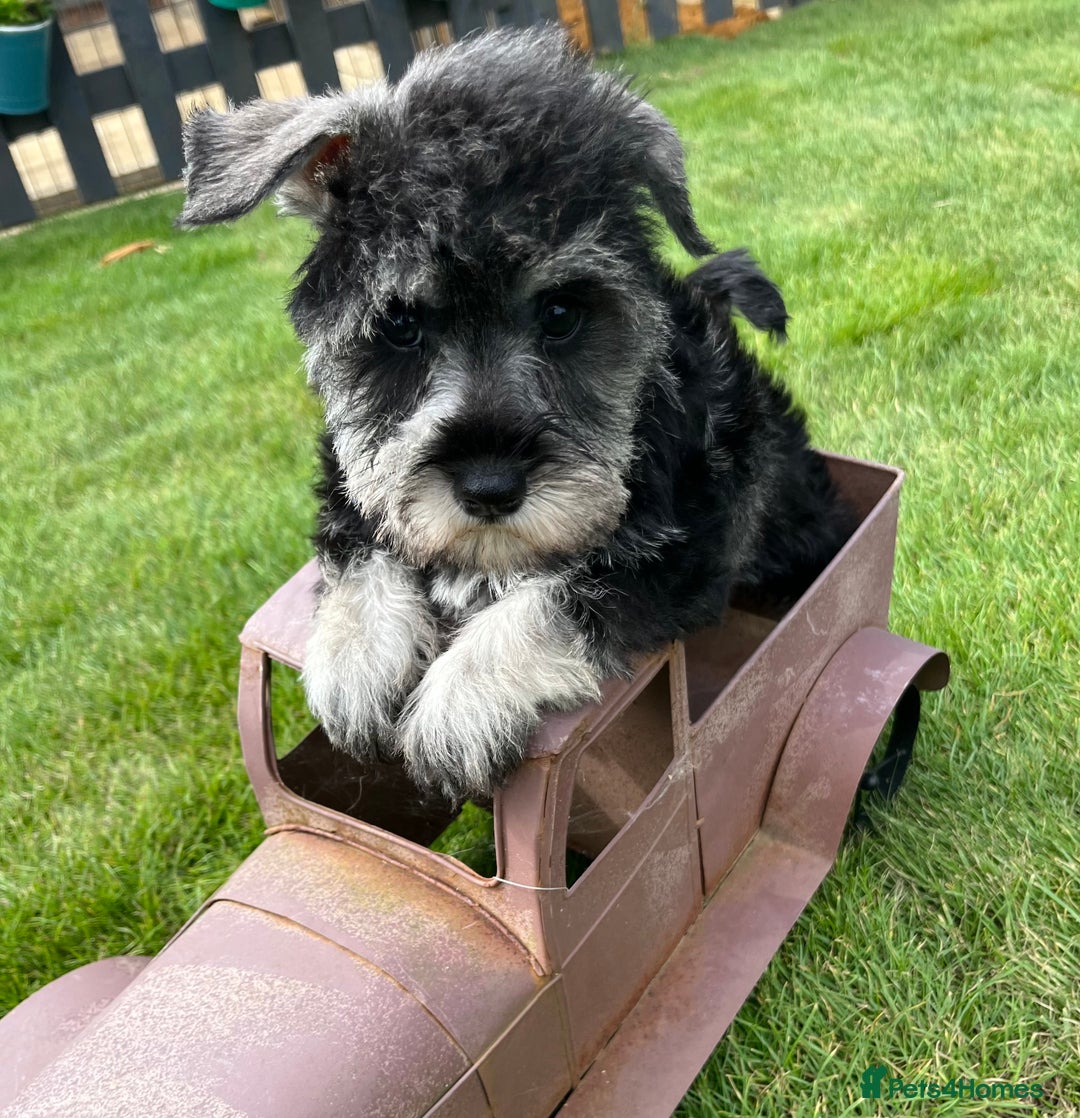 Miniature Schnauzer dogs for sale: Just 2 boys and girls available raised with love - Image 32