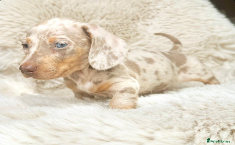 Dachshund dogs - Advert 4