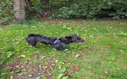 Mixed Breed dogs for sale: SOCKS 7 MONTHS OLD MALE MIXED BREED  - Image 2