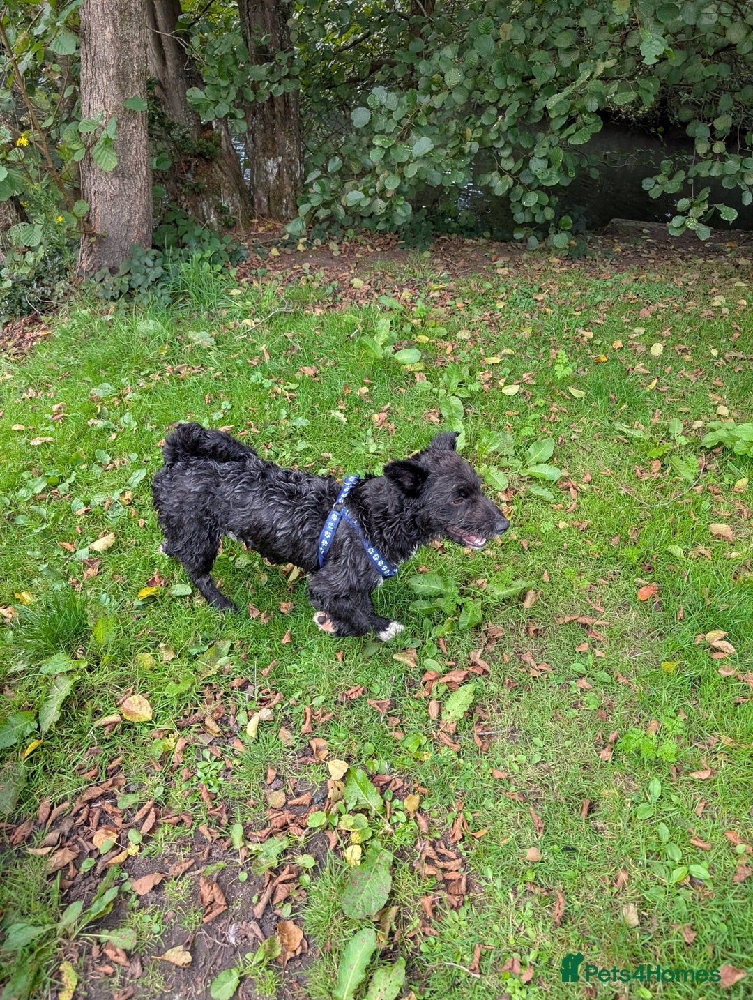 Mixed Breed dogs for sale: SOCKS 7 MONTHS OLD MALE MIXED BREED  - Image 2